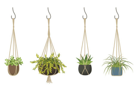 Hanging Plants