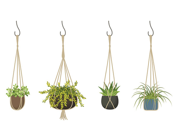 Hanging Plants